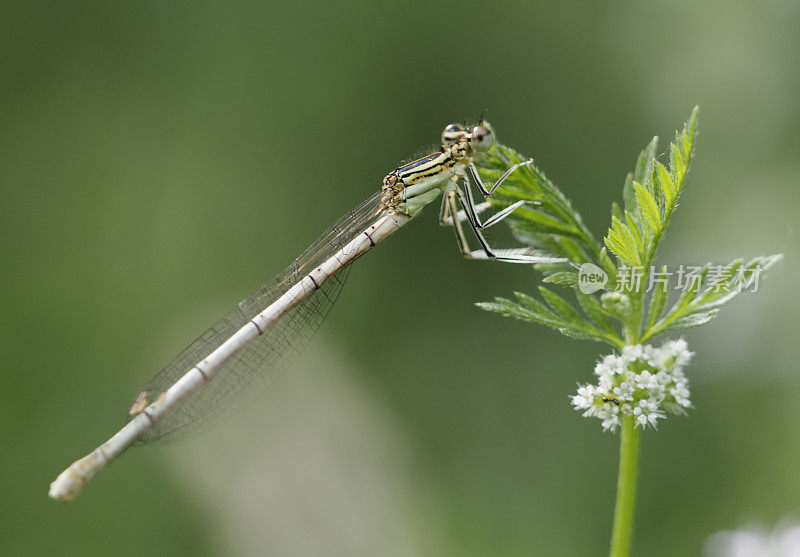 白腿豆娘(Platycnemis pennipes)雌性